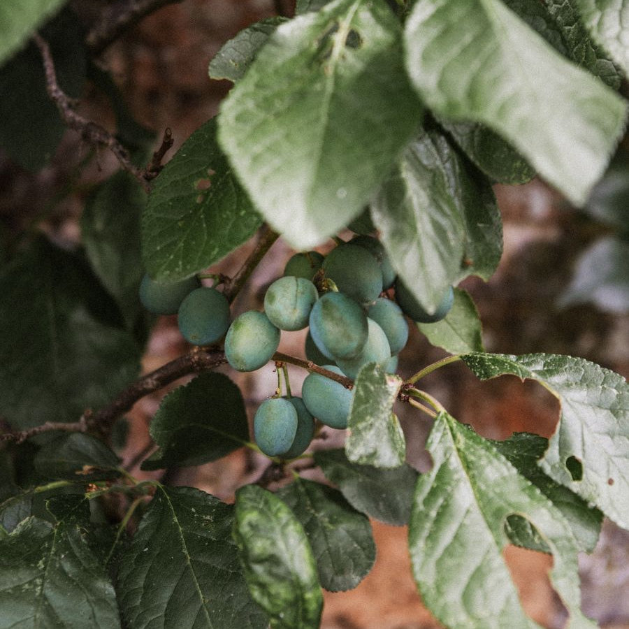A close-up of a branch with green leaves and small blue-green unripe plums growing on the tree outdoors.