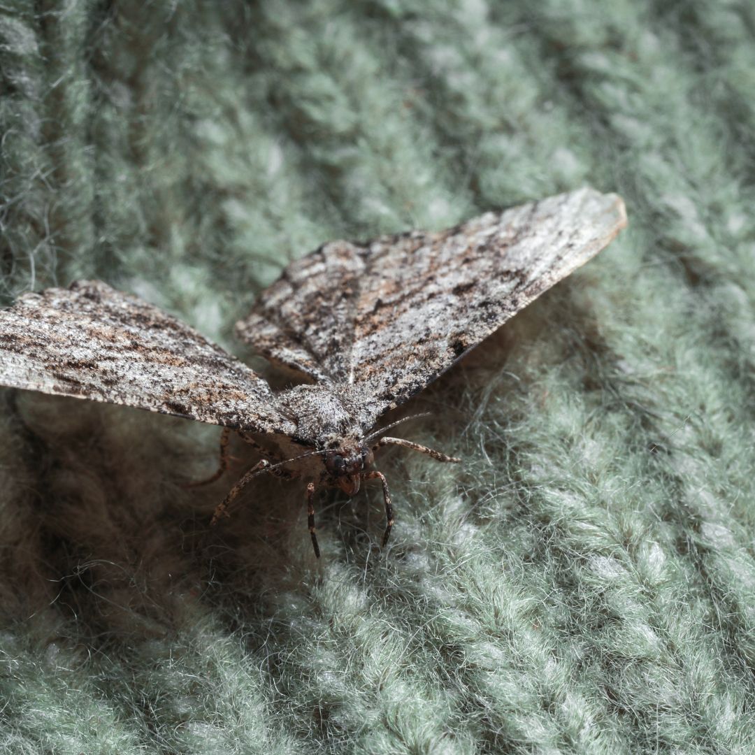 A close-up of a brown and gray patterned moth resting on a textured, fuzzy sage green surface.